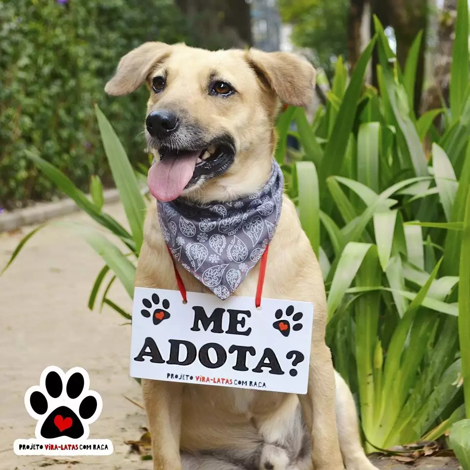 adocao-de-animais2